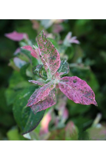 Лохина декоративна Фламінго